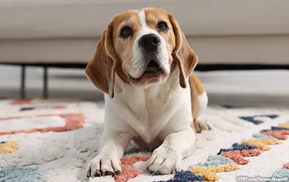 Экзема у собак