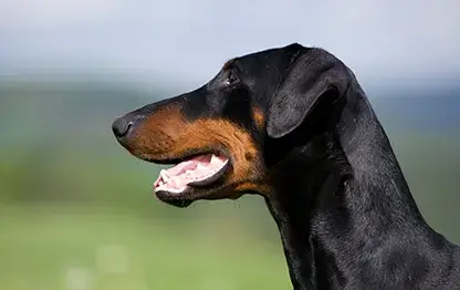 Сколько в норме весит доберман?