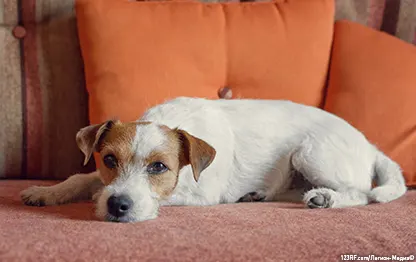 Непроходимость кишечника у собак