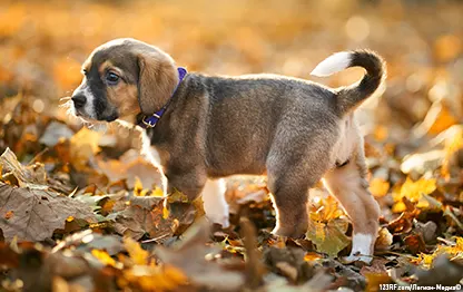 Прививки щенкам по возрасту