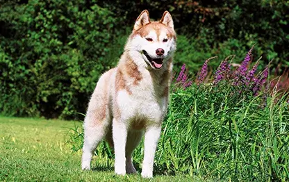 Сколько в норме весит сибирский хаски?