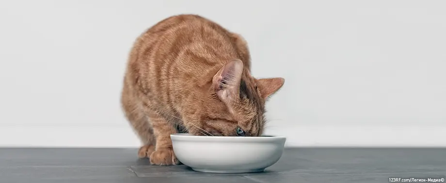 Можно ли кошкам молоко?