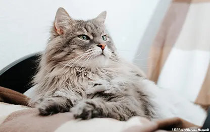 Шерсть в желудке у кошки