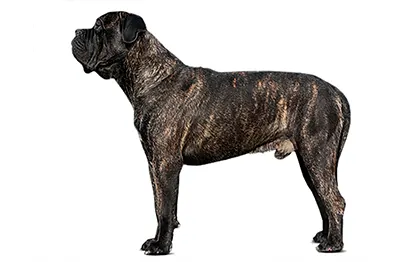 Сколько в норме весит кане-корсо?