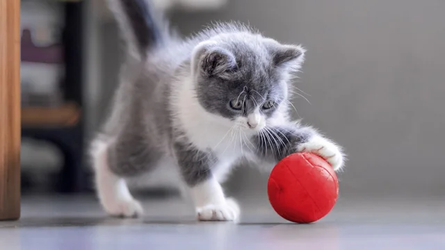 как выбрать котенка