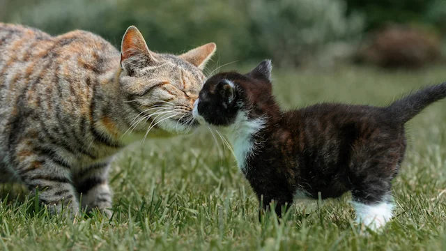 как подружить котенка с кошкой