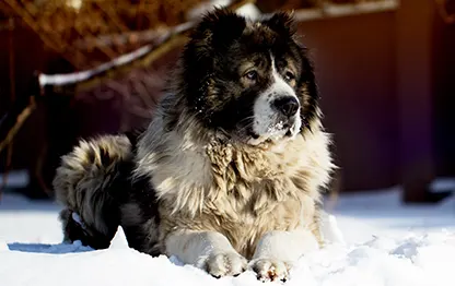 Сколько в норме весит кавказская овчарка?