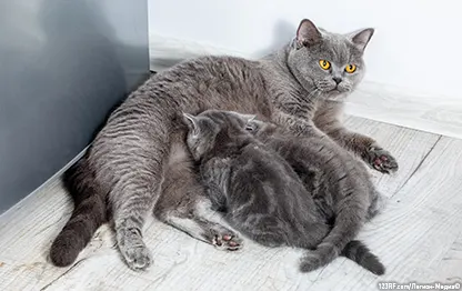 Опухоль молочной железы у кошки