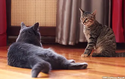 Кошка напала на кошку