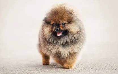 Сколько в норме весит померанский шпиц?