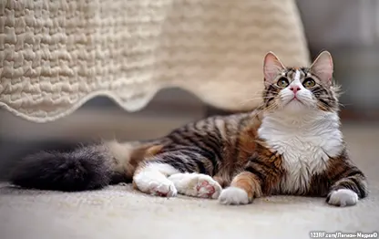 Пена у рта у кошки