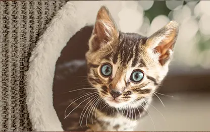 Бенгальский котенок