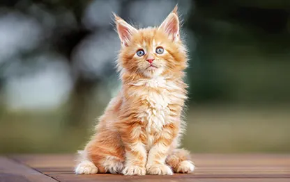 Котенок мейн-куна