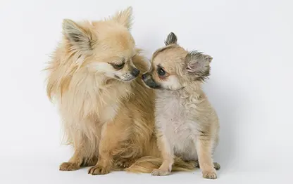 Щенок чихуахуа