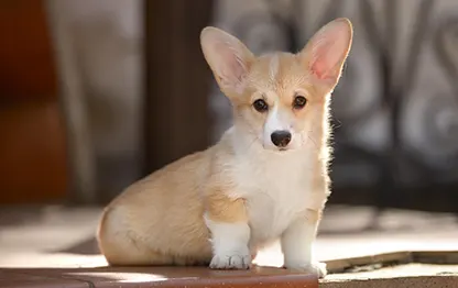 Щенок корги