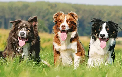 Сколько в норме весит бордер-колли?