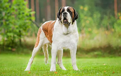 Сколько в норме весит сенбернар?