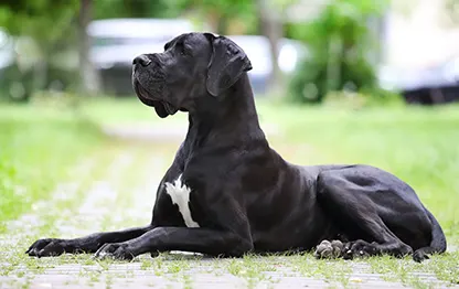 Сколько в норме весит немецкий дог?