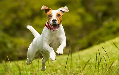 Сколько в норме весит джек-рассел-терьер?