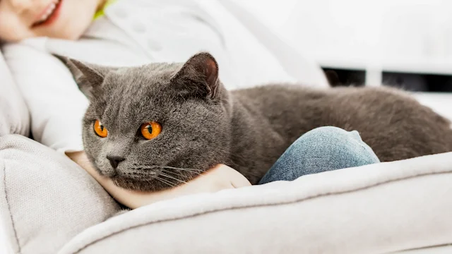 котята и дети