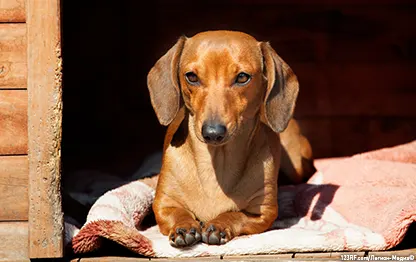 Что постелить собаке в будку