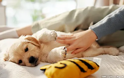 Что делать, если щенок скулит по ночам?