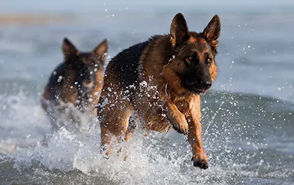 Сколько живут немецкие овчарки