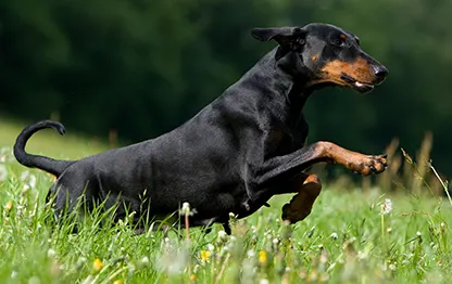 Сколько живут доберманы