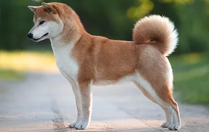 Сколько в норме весит сиба-ину?