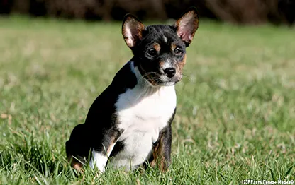 Нелиняющие породы собак