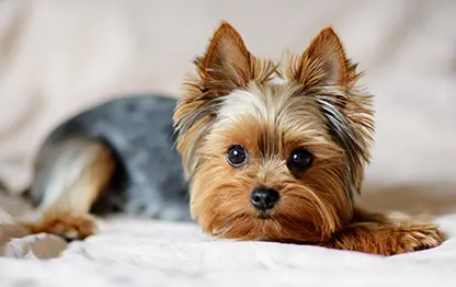 Сколько в норме весит йоркширский терьер?