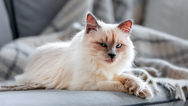 содержание кошки