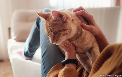 Кошка вылизывает шерсть до появления алопеции