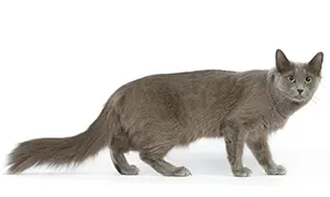 Нибелунг кошка