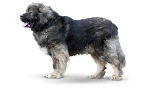 Кавказская овчарка