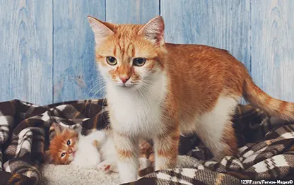 Эклампсия у кошек