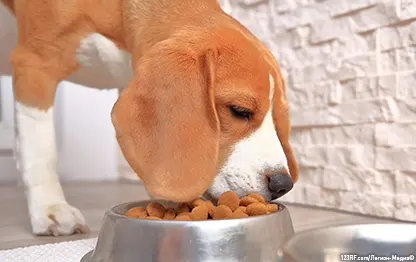 Как выбрать корм собаке?