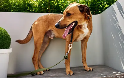 Как приучить к месту собаку уличного содержания?