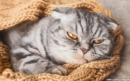 Как успокоить кошку во время течки?