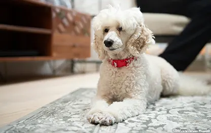 Отек легких у собак