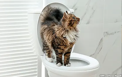 Как приучить кошку к унитазу?