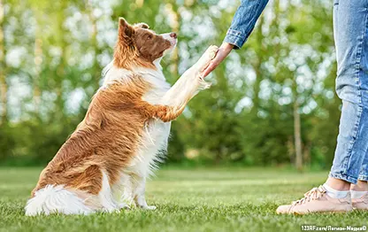 Почему собака — друг человека?