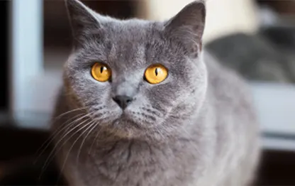 Сколько живут британские кошки