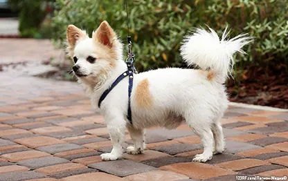 Почему собака дрожит без явной причины и что делать?