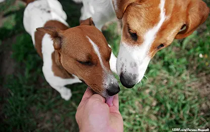 Можно ли кормить собаку детским питанием?