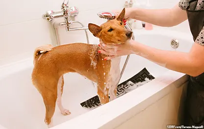 Чем мыть собак?