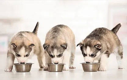 Чем кормить хаски?