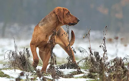 Новые породы собак
