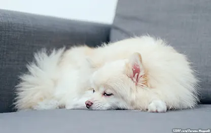 Чем кормить собаку без зубов?