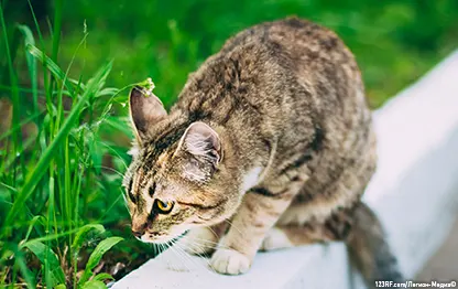 Почему кошки открывают рот, когда нюхают?